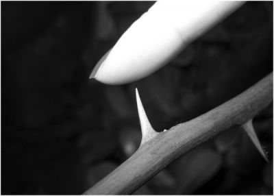 Spine