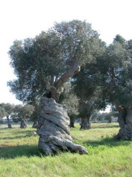 Ulivi
