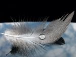 Piume