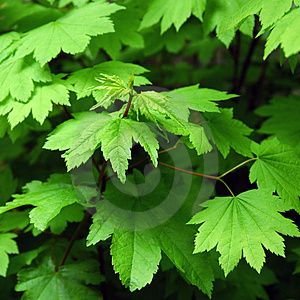 Foglia verde