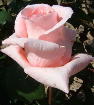 La rosa
