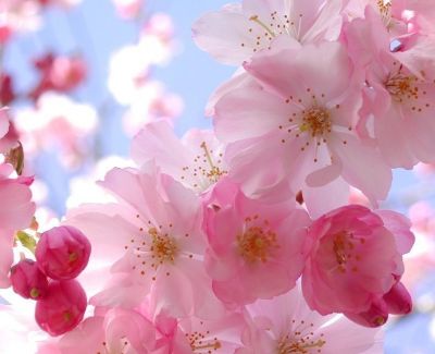 Primavera