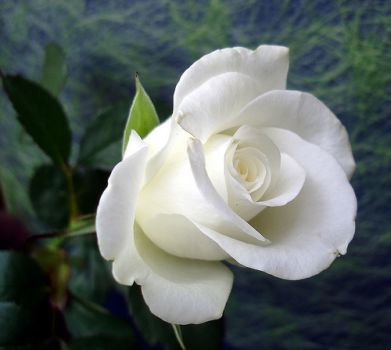 Rosa bianca