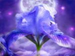 Petali di poesie