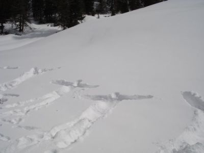 Nevicata
