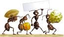 Dubbio amletico... di una cicala