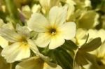 Primula veris