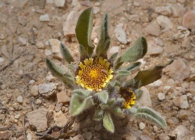 Una rosa di Gerico