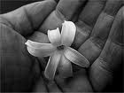 Fiore notturno