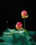 Il fiore e l'amore
