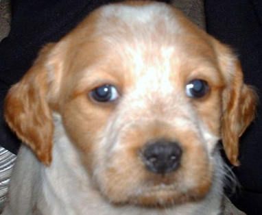 Ir cane a cuccia