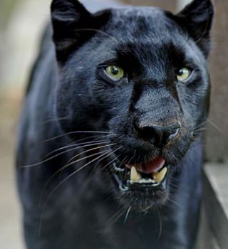 La Pantera