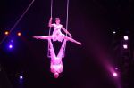 Acrobazie d'amore