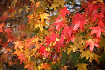 L'Autunno