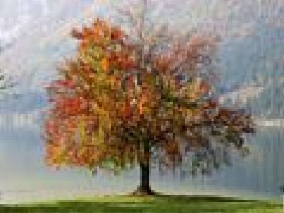 L'albero e la linfa