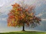 L'albero e la linfa