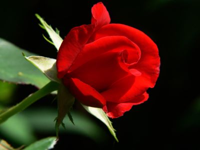 Coglierò i petali
