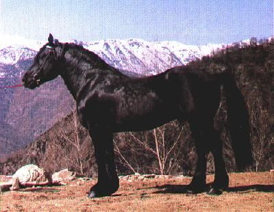 Mustang
