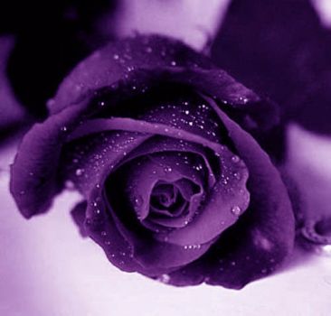 La rosa della tua sete