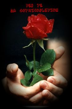 Rosa rossa dell'Amore