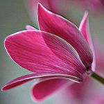 L'Amore
