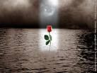 La rosa e il vento