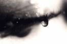 Solitudine