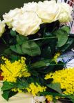 Mimose