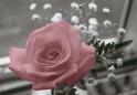 Et voilà petit rose