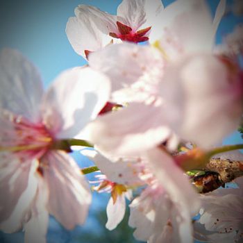 Torneranno a fiorire i ciliegi