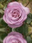 Bocciolo di rosa