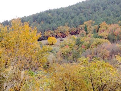 L'albero
