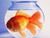 Sono ”solo” un pesce rosso