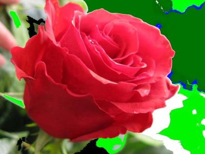 Estasi e rose