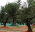La collina mi viene incontro