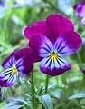 Viola strappata
