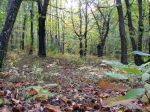 Autunno