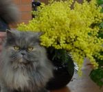 Il miao pi� dolce che ci sia
