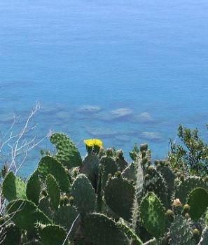 Terra bruciata