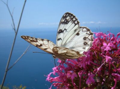 Il suicidio della farfalla