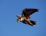 Come un falco