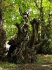 Il castagno  