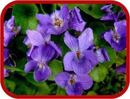 Violetta