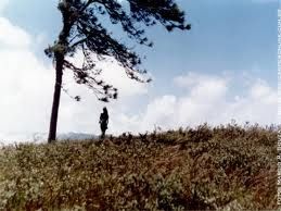 Chinar di fronde