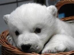 Teddy bear hug