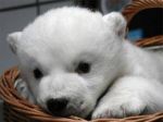 Teddy bear hug