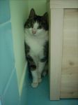 Chiss� dove vanno i gatti quando muoiono