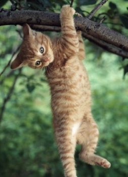 Felis Silvestris Catus