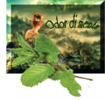 Odor di menta