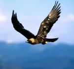 La caccia del falco